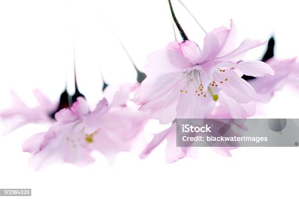 Cerezos En Flor Foto de stock y más banco de imágenes de Cultura japonesa - Cultura japonesa, Flor, Flor de cerezo