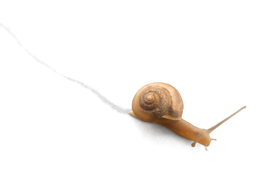 A brown snail moving forward.