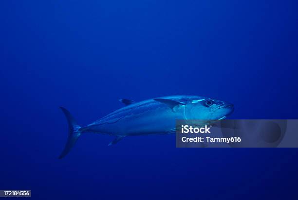 Atún En Vivo En El Mar Foto de stock y más banco de imágenes de Atún - Animal - Atún - Animal, Natación, Subacuático