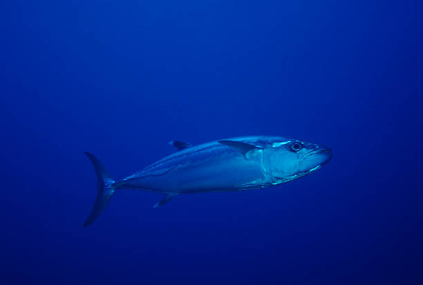 istock Live Tuna in Open Ocean 172184556