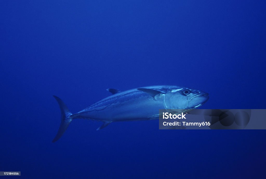 Live Tuna in Open Ocean Tuna swimming in open blue sea. Tuna - Animal Stock Photo