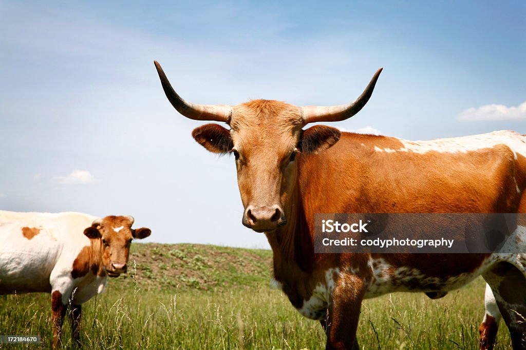 Longhorn steer in grassy field under blue sky Two cows standing in a field on a warm summer day. The photo has a nice blue sky and green grass.  Texas Longhorns Texas Stock Photo