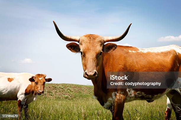 Longhorn Steer In Grassy Field Under Blue Sky Stock Photo - Download Image Now - Texas, Bull - Animal, Texas Longhorn Cattle