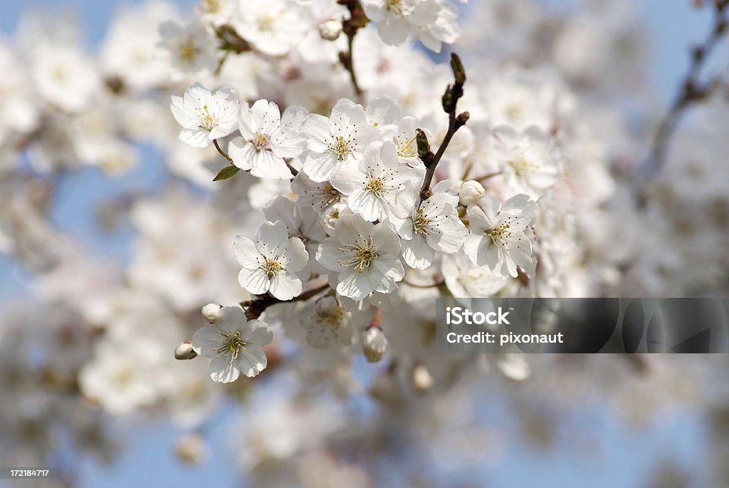 Cherry Blossom Cherry tree blossom Beauty In Nature Stock Photo