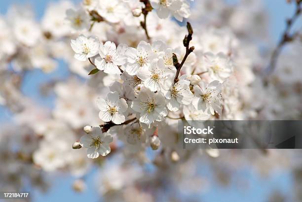 Cherry Blossom Stock Photo - Download Image Now - Beauty In Nature, Beginnings, Blossom