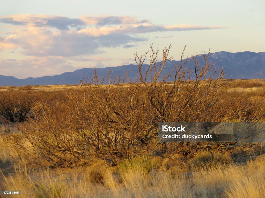 Mesquite al crepuscolo - Foto stock royalty-free di Albero