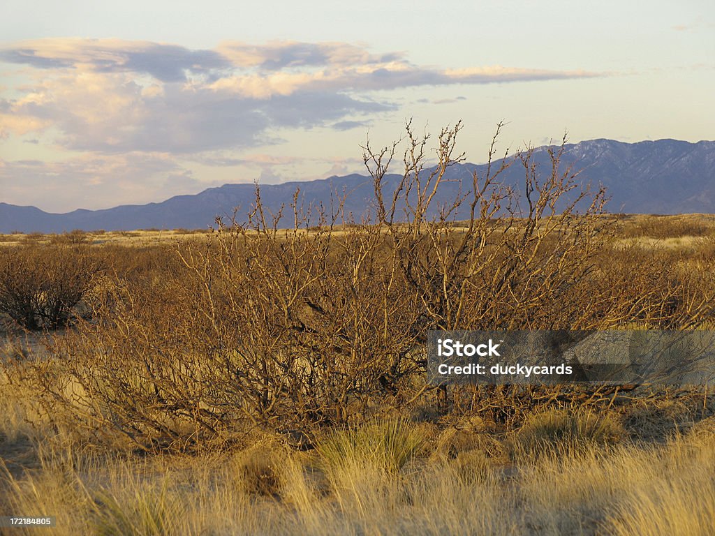 Mesquite ao anoitecer - Foto de stock de Algarobeira royalty-free