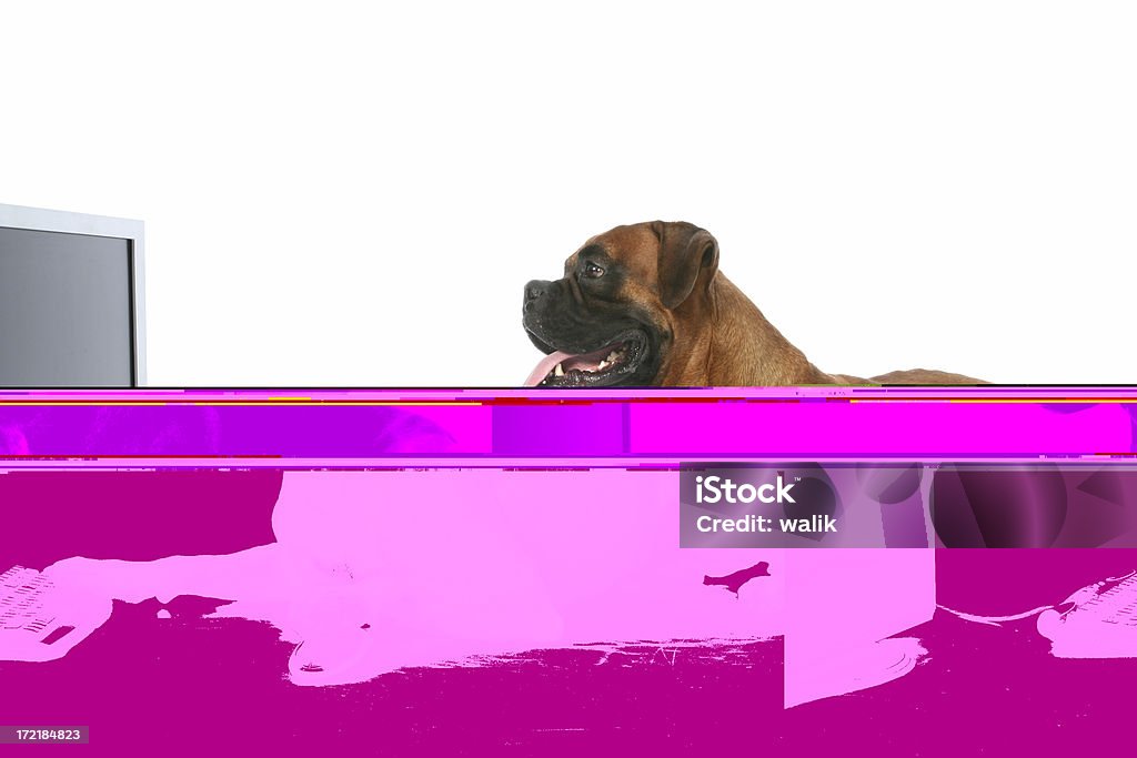 Perro con computadora - Foto de stock de Alegre libre de derechos