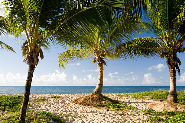 Palms 해변의 스톡 사진