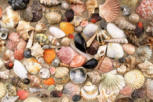 Seashell mix Great variety of colorful shells from the Mediterranean. Rimini, Italy collection clam stock pictures, royalty-free photos & images