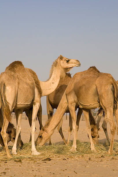 camelo no deserto (eau - sandscape imagens e fotografias de stock