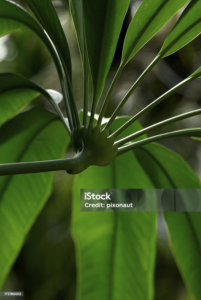 Palm Leaf Detail Palm leaf detail Abstract Stock Photo