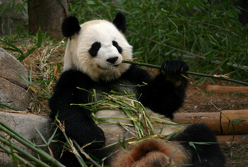 Close up a fluffy face of Mei Lan aka Rou Rou, looking at the camera , Panda Valley, China
