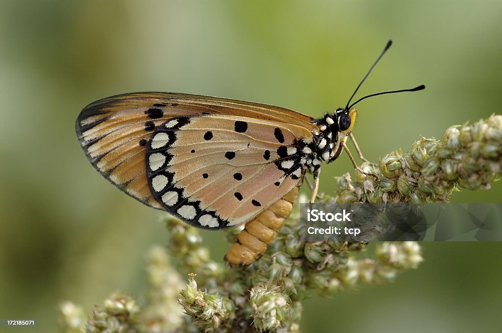 Fulvo Coster (Acraea violae) a Singapore - Foto stock royalty-free di Aiuola