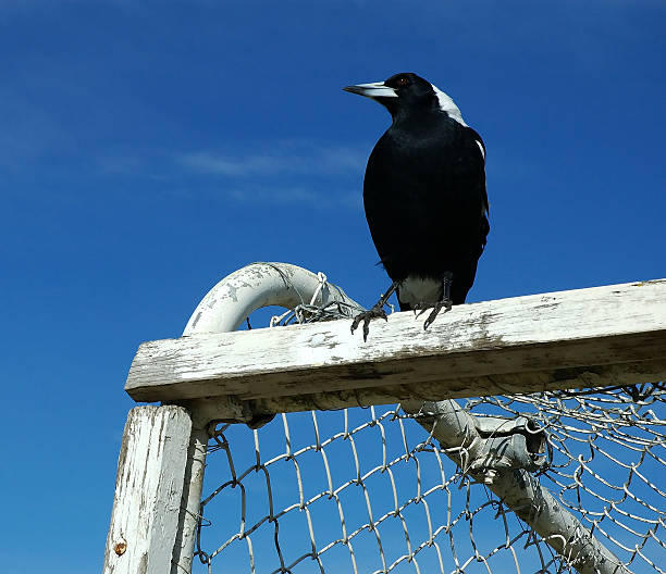 Feathered Goalkeeper stock photo