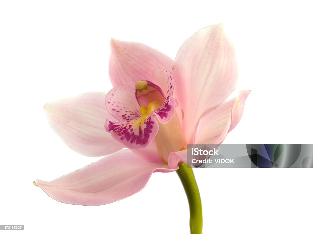 Orchid - Foto de stock de Orquídea libre de derechos