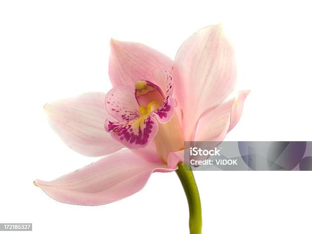 Орхидея — стоковые фотографии и другие картинки Орхидея - Орхидея, Изолированный предмет, Цветок