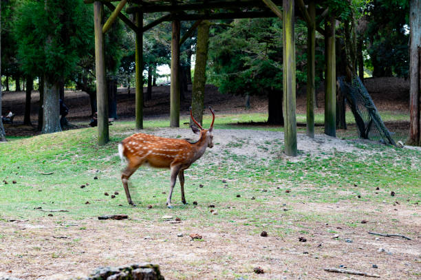 Nara is famous for its deer which are friendly and are everywhere in the city centre. The tourists feed them and pet them.
