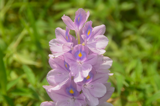 looks close to a very beautiful water hyacinth flower. they grow on the edge of the lake get lots of nutrition so they live well. located in Wonosobo, Indonesia. no people.