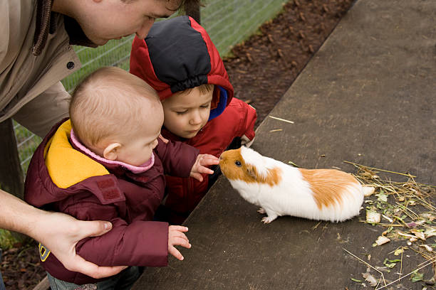 bambini e guinea-pig - guinea pig pets child stroking foto e immagini stock