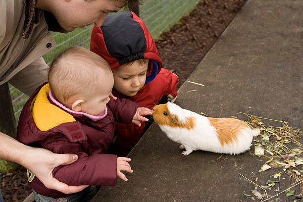 お子様やギニアビサウ-豚 - guinea pig pets child stroking ストックフォトと画像