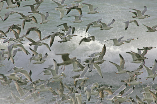 many segulls in flight on a stormy day