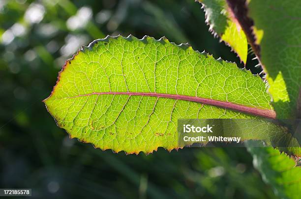 Redarterie Mit Netzwerk Adern Stockfoto und mehr Bilder von Blatt - Pflanzenbestandteile - Blatt - Pflanzenbestandteile, Farbbild, Fotografie