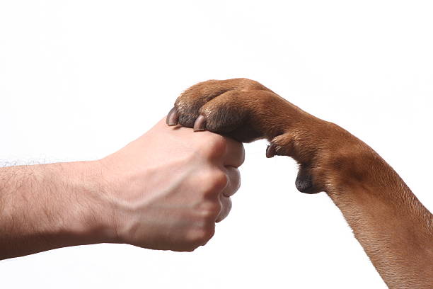 istock Sign of friendship 172185609