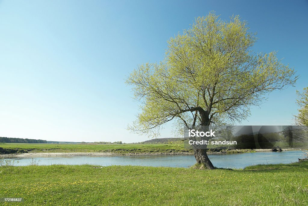 木、川、スカイとグラス - Horizonのロイヤリティフリーストックフォト