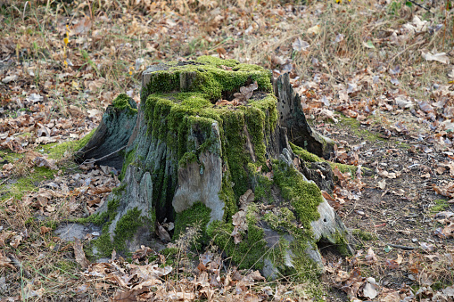Old tree stump covered with moss in the deciduous forest. Close-up.