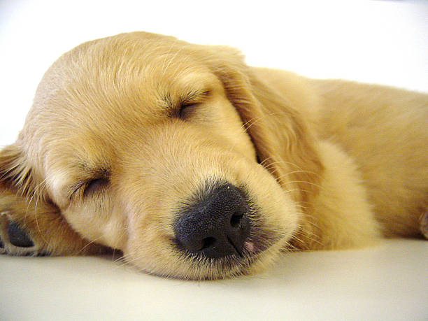 Sonno cucciolo - foto stock