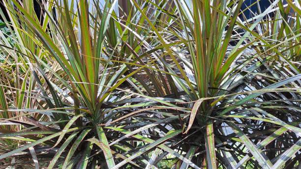 istock Close up of Dragon Tree (Dracaena reflexa angustifolia or Dracaena marginata) 1721859975