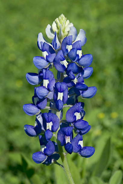 tremoço-azul (xxl - lupine single flower flower blue imagens e fotografias de stock