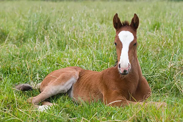 Photo of Resting Chestnut Thoroughbred Foal