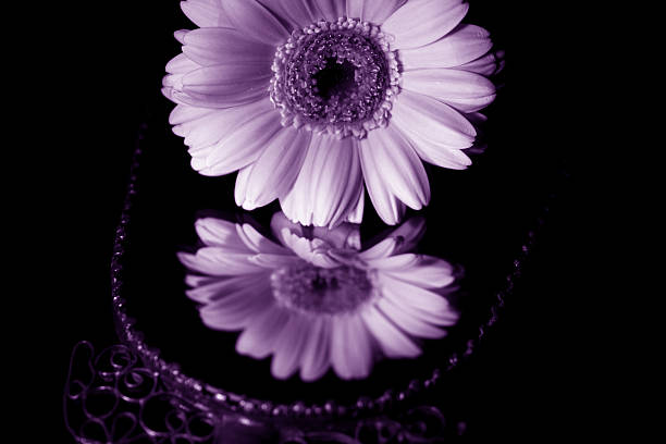 roxo reflexão - single flower tranquil scene mirror flower imagens e fotografias de stock