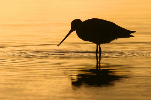 A Marbled Godwit feeds in a shallow pool at Florida's Fort Desoto Park on a winter morning.