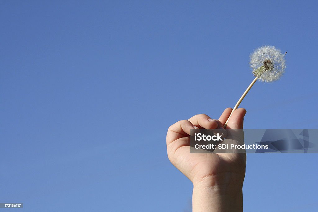 Löwenzahn, die durch eine junge Hand - Lizenzfrei Löwenzahn - Korbblütler Stock-Foto