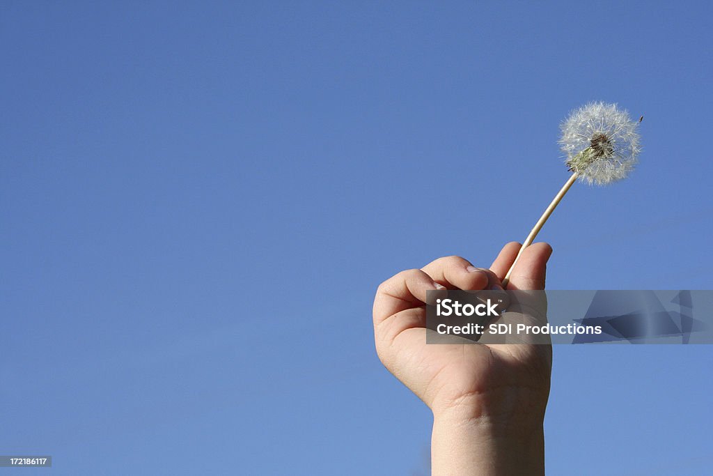Fleur de pissenlit être retenu par un garçon main - Photo de Fleur de pissenlit libre de droits