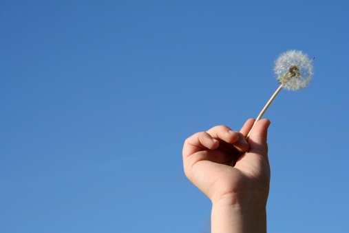 A dandelion being held up by a boy's hand.