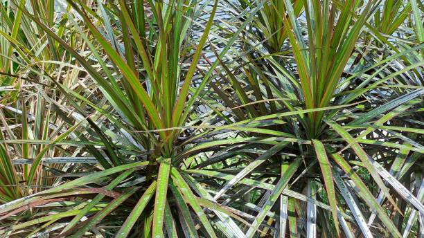istock Close up of Dragon Tree (Dracaena reflexa angustifolia or Dracaena marginata) 1721861411