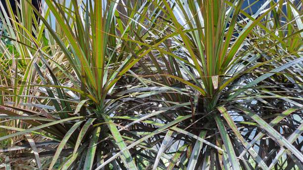 istock Close up of Dragon Tree (Dracaena reflexa angustifolia or Dracaena marginata) 1721861562