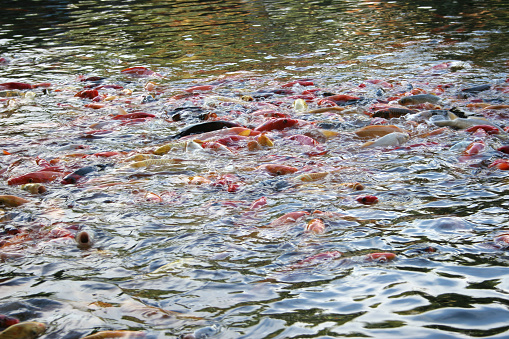 Koi fish Feeding Frenzy on a pond in the garden of the Kauai Marriott Resort, Kauai, Hawaii.