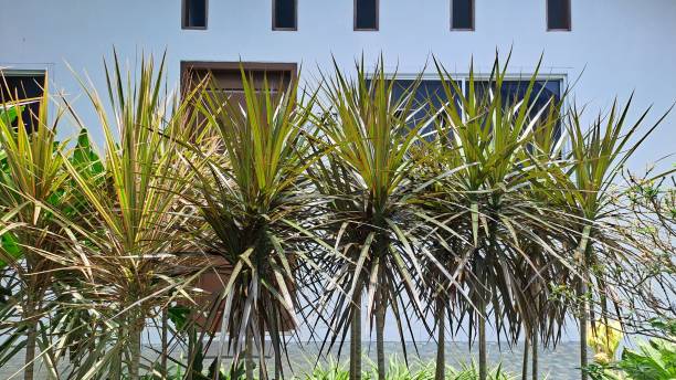 istock Close up of Dragon Tree (Dracaena reflexa angustifolia or Dracaena marginata) 1721862648