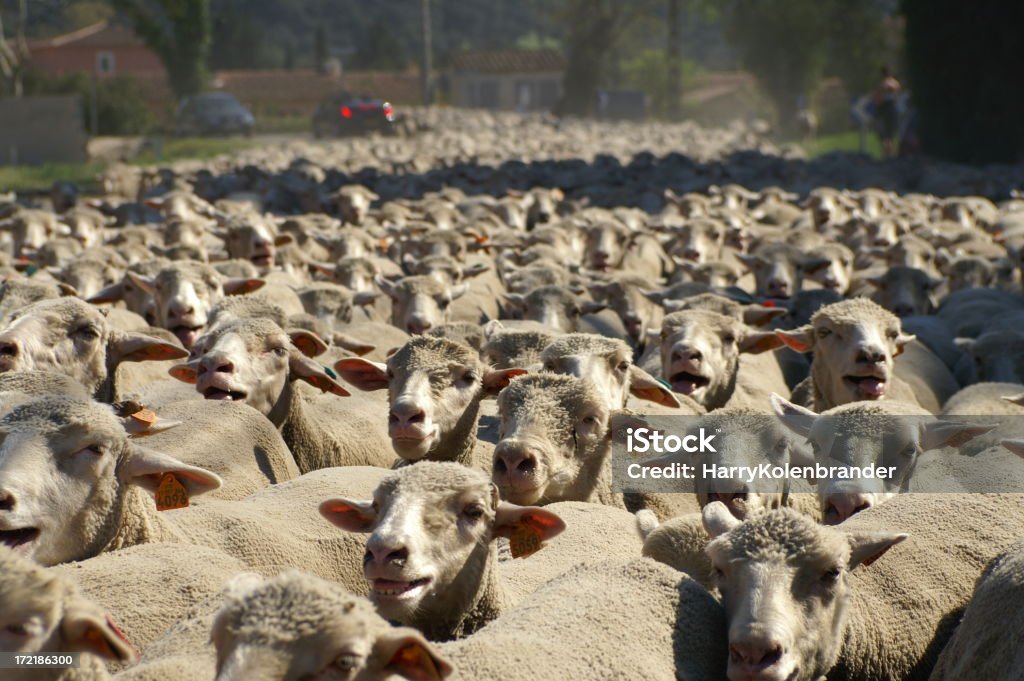 Troupeau de moutons traverser la route - Photo de Agneau - Animal libre de droits