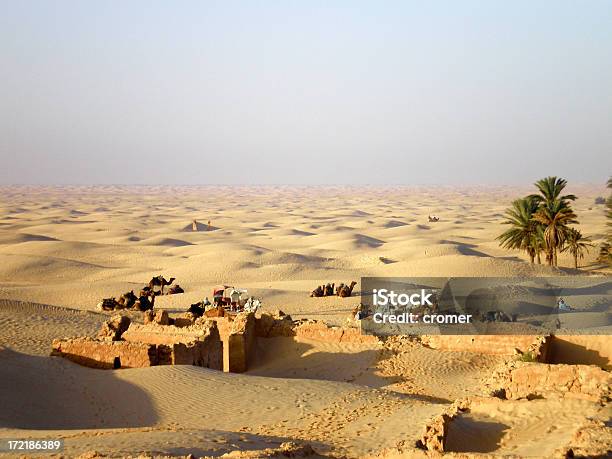 Desert Oasis Stock Photo - Download Image Now - 4x4, Tunisia, Animal