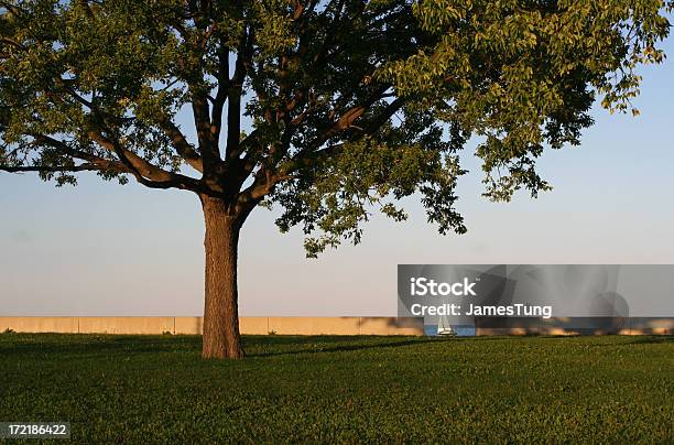 Lone Tree E Veleiro - Fotografias de stock e mais imagens de América do Norte - América do Norte, Anoitecer, Chicago - Illinois