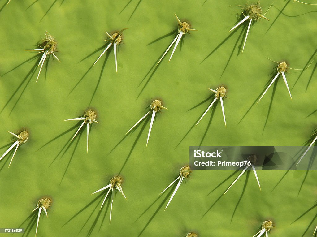 Cactus fundo - Foto de stock de Afiado royalty-free