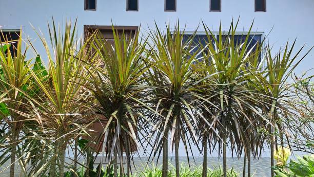 istock Close up of Dragon Tree (Dracaena reflexa angustifolia or Dracaena marginata) 1721865397