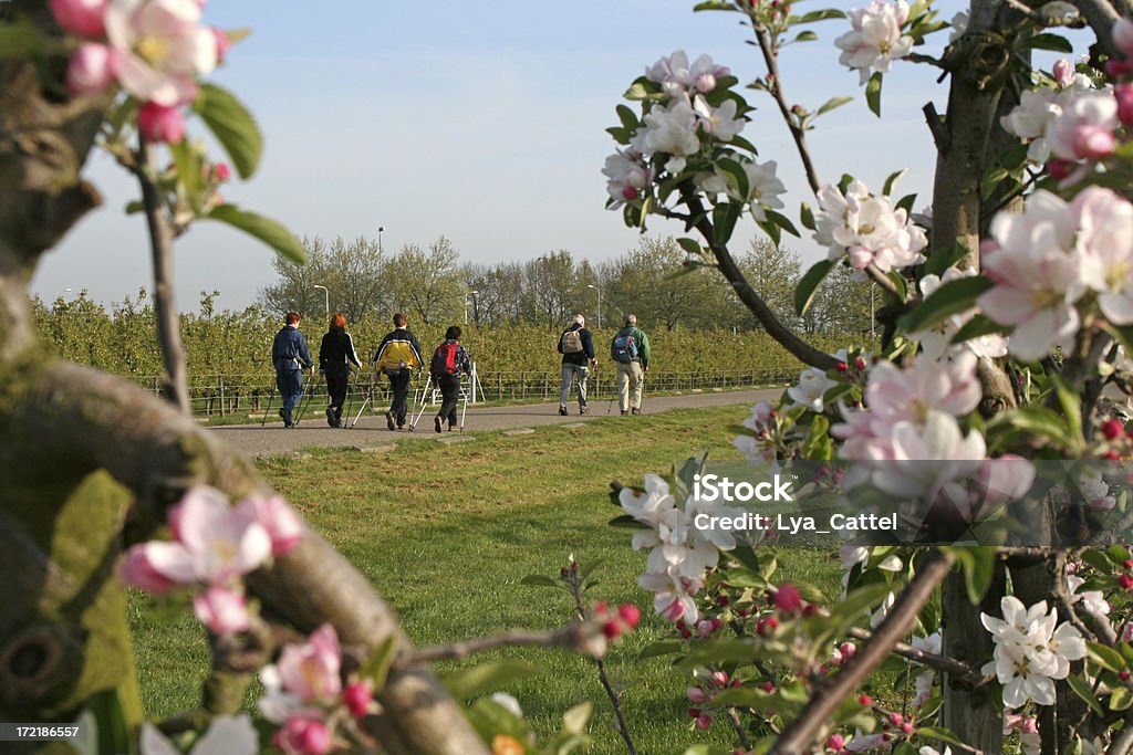 Nordic walking # 4 "Nordic walking through fruit blossom trees, please see also my other images of walking and nordic walking:" Nordic Walking Stock Photo