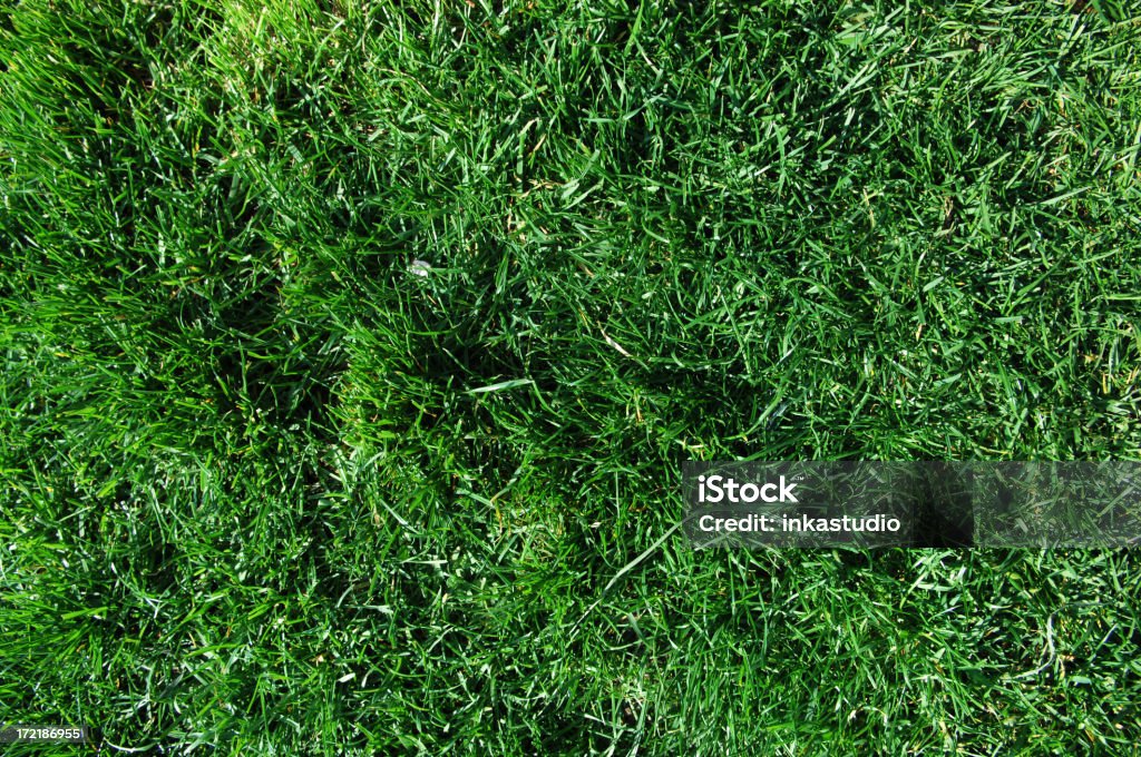 Perfeito para o gramado - Foto de stock de Alto - Altura Humana royalty-free